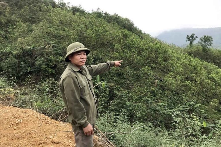Quảng Ninh: Khởi tố đối tượng phá hơn 1,2 héc ta rừng đặc dụng