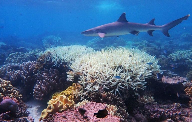 Thử nghiệm kỹ thuật “làm sáng mây” cứu quần thể san hô Great Barrier