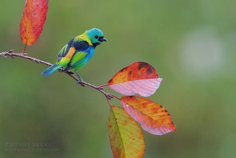 Các loài chim luôn là một nét độc đáo trong thiên nhiên. Hãy cùng thưởng thức sự đa dạng về loài chim qua bộ ảnh vô cùng tuyệt vời. Bạn sẽ được tận hưởng những hình ảnh tuyệt đẹp về chúng, cũng như tìm hiểu thêm về những loài chim độc đáo và thú vị.