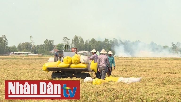 Thủ tướng đồng ý cho xuất khẩu gạo trở lại