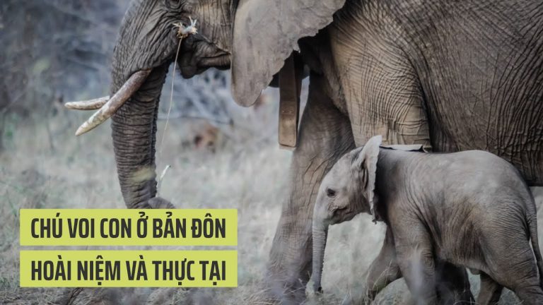 Chú voi con ở bản Đôn – Hoài niệm và thực tại