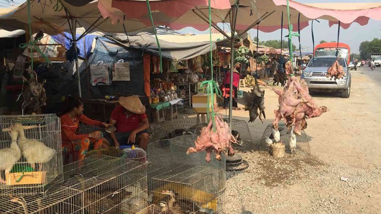 Tăng cường thực thi pháp luật và đẩy mạnh truyền thông để bảo vệ động vật hoang dã