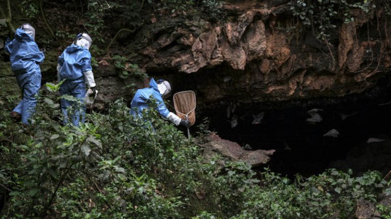 Truy tìm danh mục virus trong động vật hoang dã để ngăn đại dịch