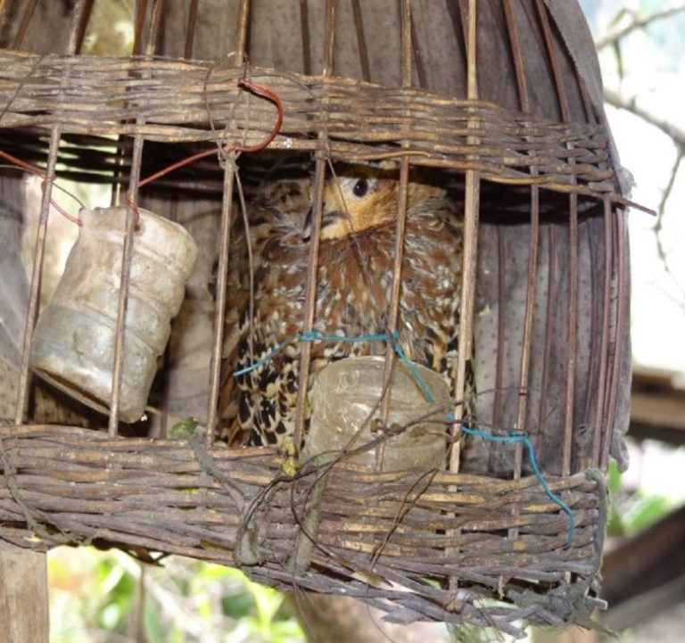 Nghệ An: Phát hiện 3 loài chim mới tại Khu bảo tồn thiên nhiên Pù Hoạt