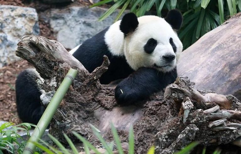 Canada phải “hồi hương” gấu trúc do không đủ nguồn lá tre