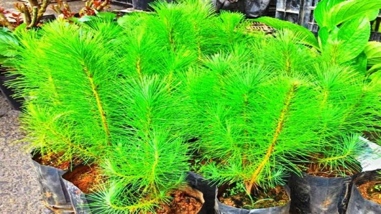 Đắk Nông: Trồng 6.500 cây thông tại rừng phòng hộ cảnh quan quốc lộ 14