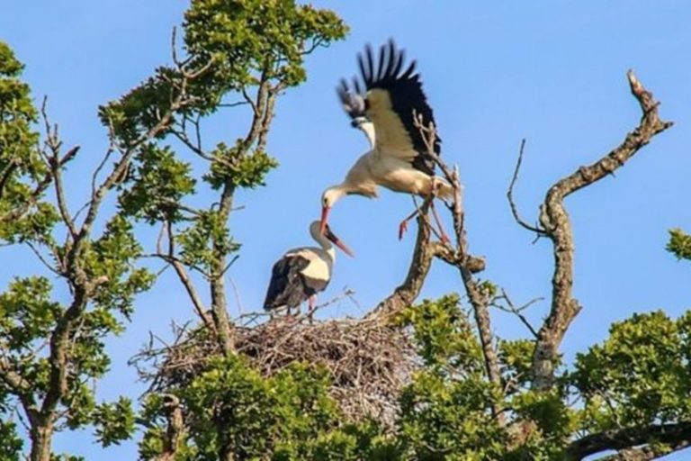 Sau hàng trăm năm, Anh vui mừng đón nhận con cò trắng con hoang dã đầu tiên