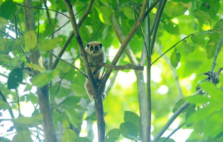 Hình ảnh Sơn La thả động vật hoang dã về với môi trường tự nhiên