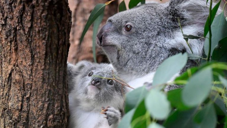 Koala làm dịu cơn khát bằng phương pháp kỳ lạ