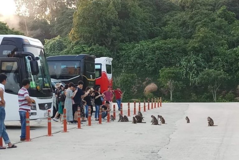 Từ việc du khách bắn khỉ ở Sơn Trà: Lại đau đầu chuyện chọn du lịch với bảo tồn
