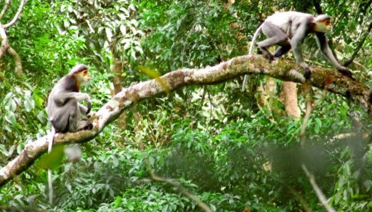 Tín hiệu vui từ quần thể voọc chà vá ở Tam Mỹ Tây (Núi Thành, Quảng Nam)
