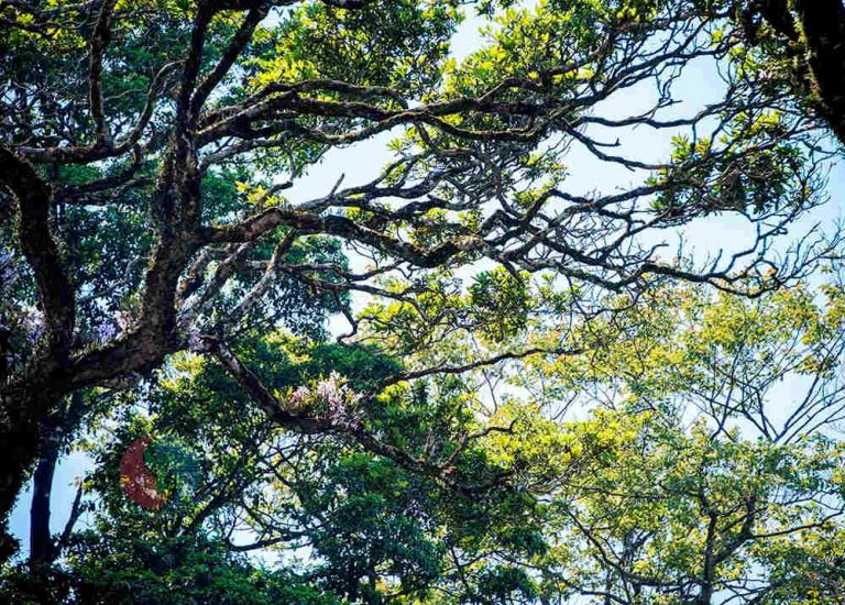 Vườn Quốc gia Ba Vì, nơi bảo tồn hệ sinh thái tự nhiên