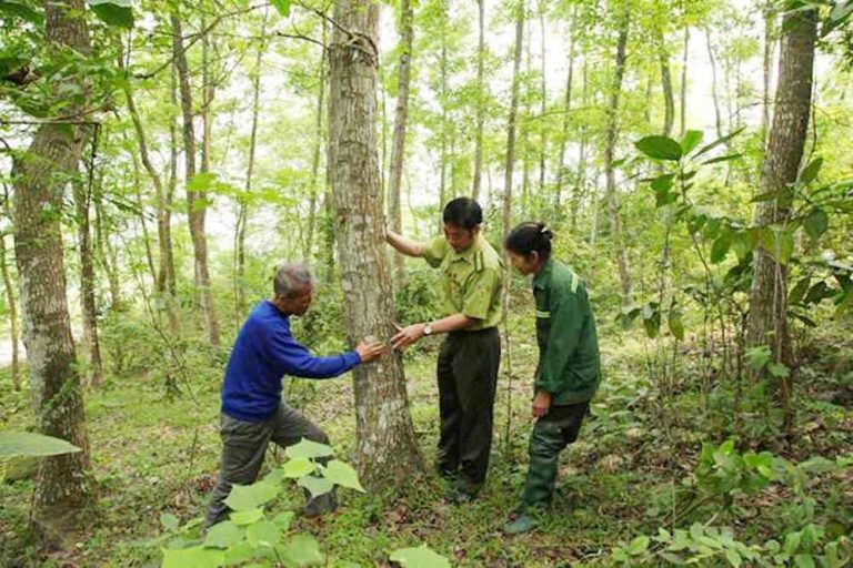 Quản lý chặt đất nông, lâm nghiệp