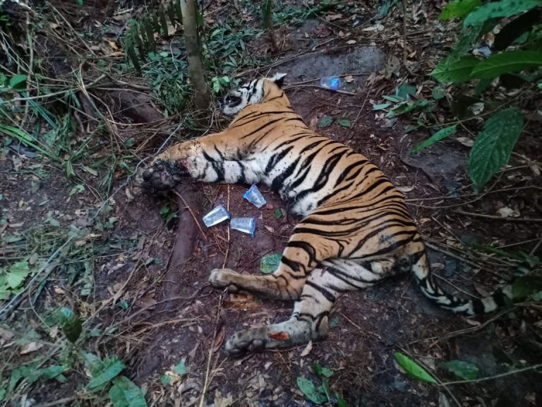 Indonesia: Hổ Sumatra quý hiếm chết vì dính bẫy