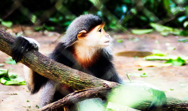 Ngôi nhà duy nhất chăm sóc Voọc chà vá trên thế giới