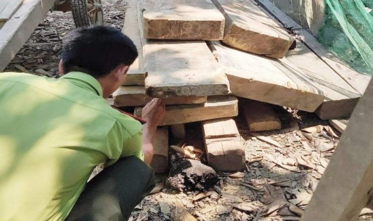 Thừa Thiên Huế: Dai dẳng nạn khai thác, vận chuyển gỗ rừng trái phép