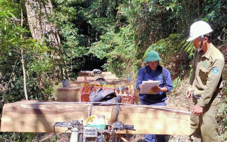 Rừng Tây Nguyên kêu cứu