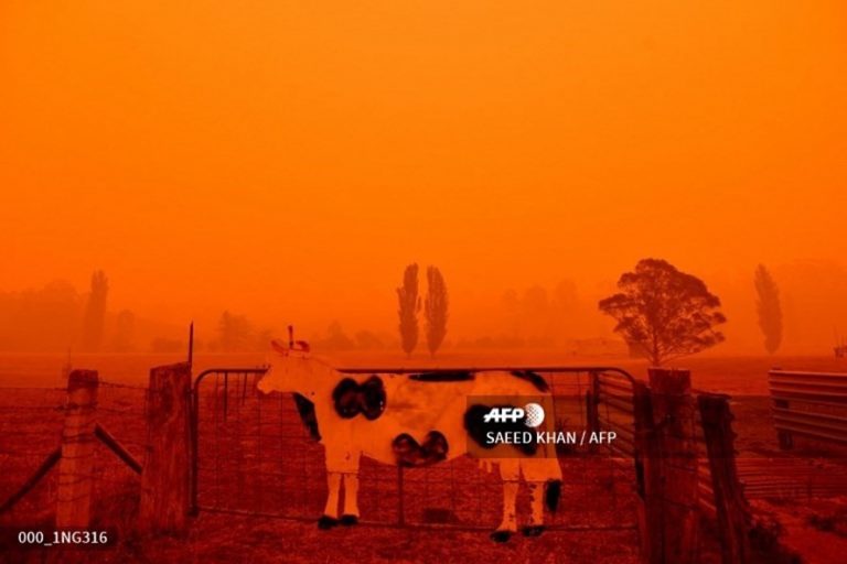 Hàng trăm người tử vong do cháy rừng ở Australia trong vài tháng qua