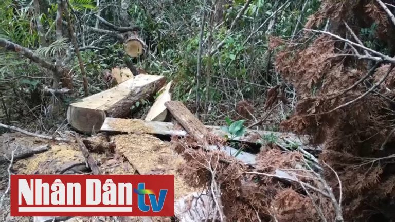 Thực trạng phá rừng ﻿﻿Pơ Mu hàng trăm năm tuổi tại Đắk Lắk