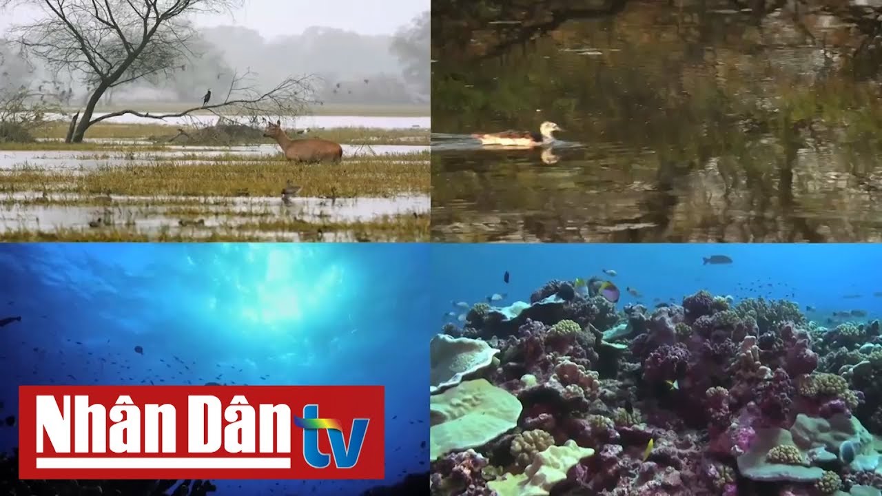 Bảo tồn đa dạng sinh học để ngăn chặn đại dịch Covid-19