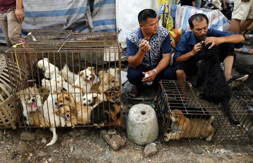 Lễ hội thịt chó lớn nhất Trung Quốc sẵn sàng trở lại bất chấp sức ép