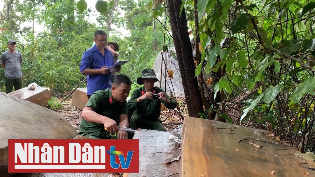 Điều tra, làm rõ tám đối tượng tham gia phá rừng nguyên sinh quy mô lớn