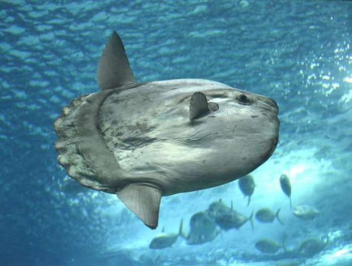 Chiêm Ngưỡng Những Loài Cá Kỳ Lạ Dưới Đáy Đại Dương - Thiennhien.Net | Con  Người Và Thiên Nhiên