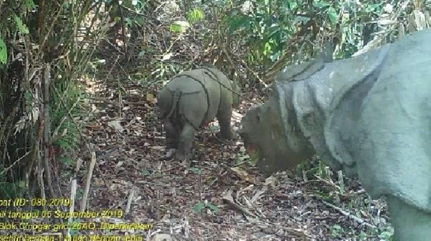 Phát hiện 2 cá thể tê giác Java quý hiếm tại Indonesia