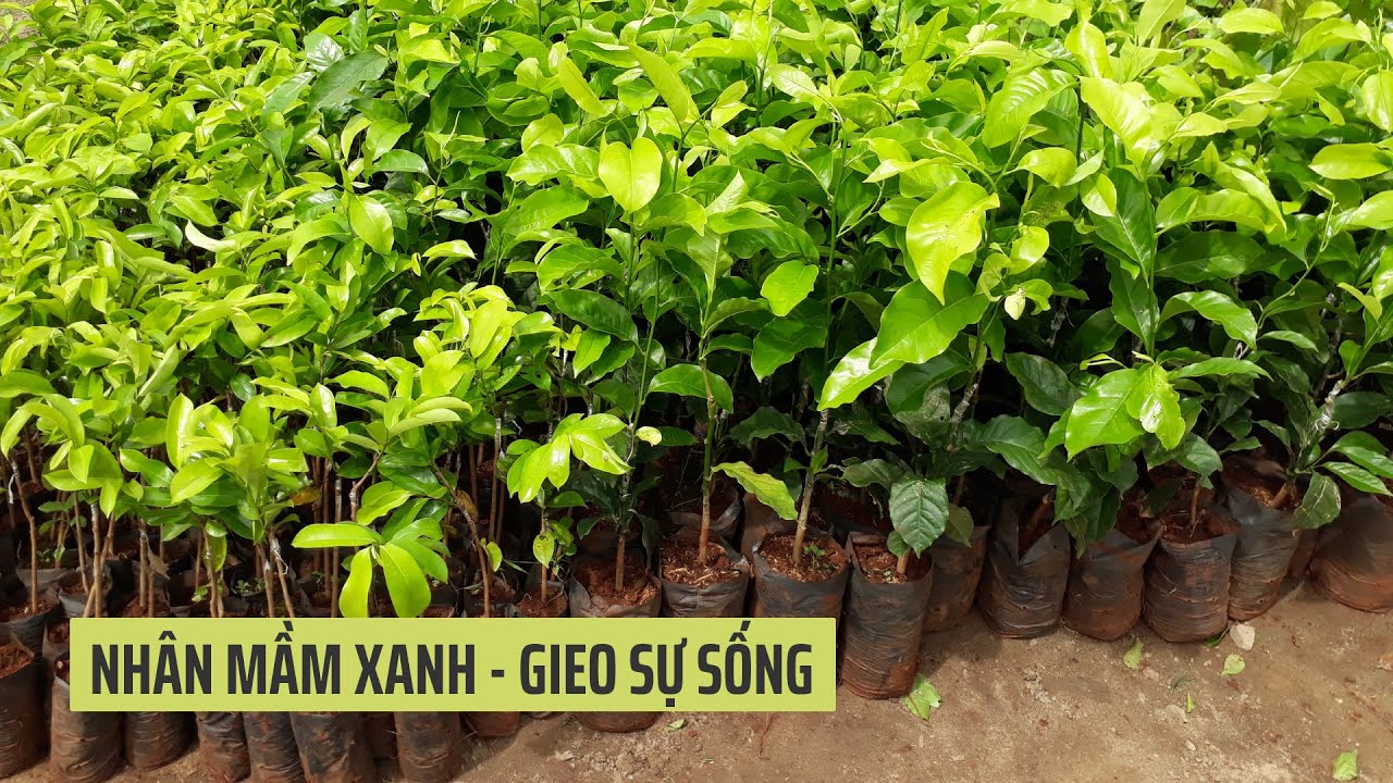 Nhân mầm xanh – Gieo sự sống