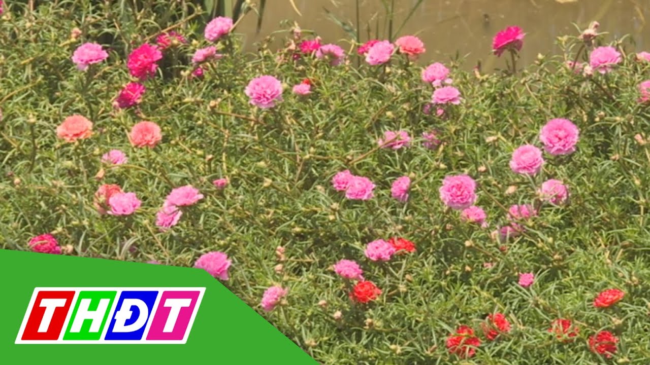 TP. HCM “trải thảm” hoa cho đường để ngăn xả rác
