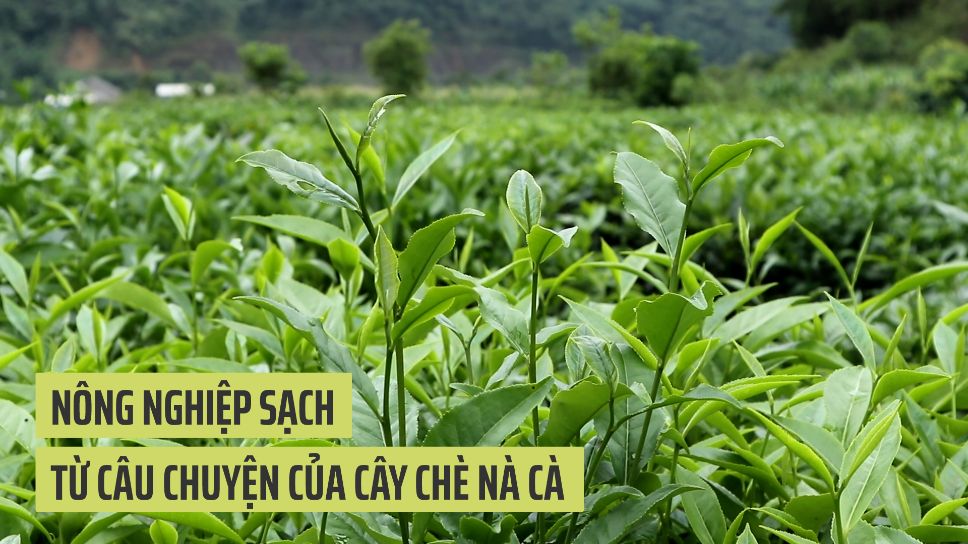 Nông nghiệp sạch – từ câu chuyện của cây chè Nà Cà