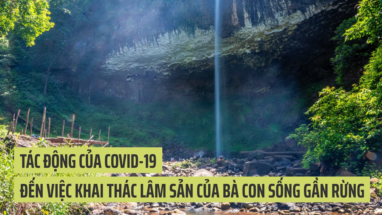 Tác động của COVID-19 đến việc khai thác lâm sản của bà con sống gần rừng
