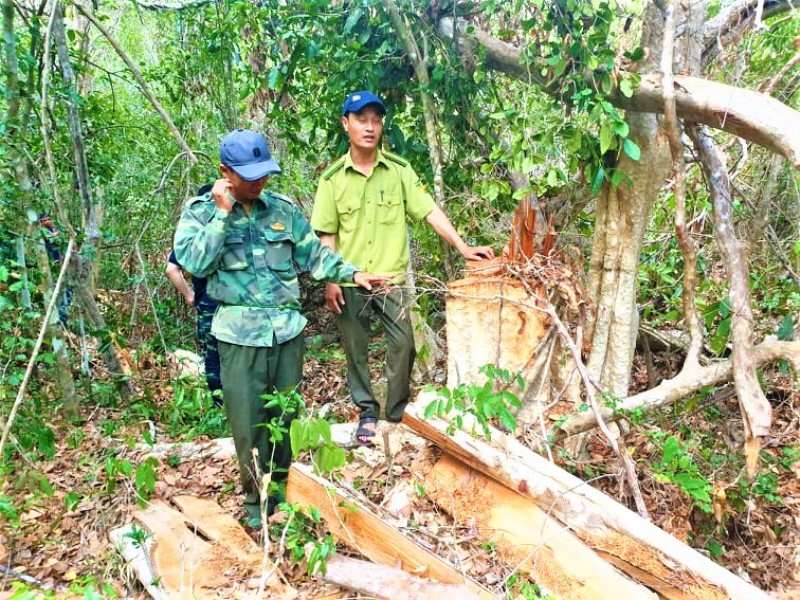 Khai thác gỗ trái phép quy mô lớn tại Khu bảo tồn thiên nhiên Ea Sô  