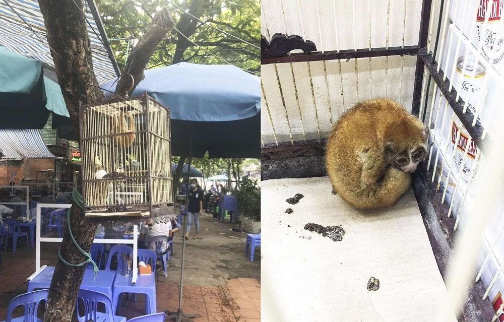 Hơn 1.100 cá thể động vật hoang dã được giải cứu và tịch thu