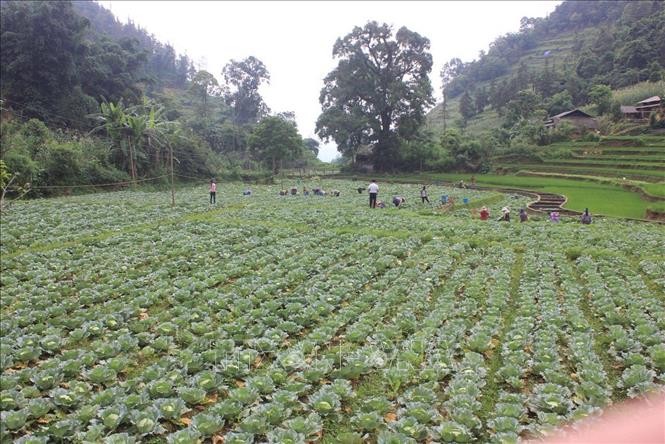 Triển vọng mới từ loại cây trồng thích nghi với khí hậu vùng cao