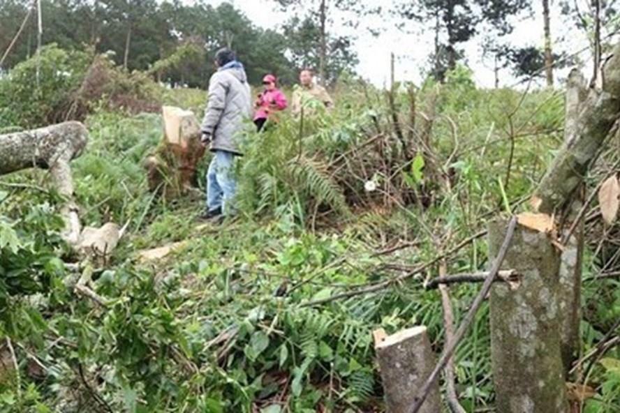 Chiếm đất rừng phòng hộ ở Lâm Đồng, 2 cá nhân bị xử phạt 100 triệu đồng
