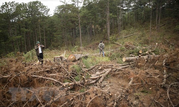 Gia Lai: Ba lãnh đạo Ban Quản lý rừng phòng hộ Ayun Pa bị kỷ luật
