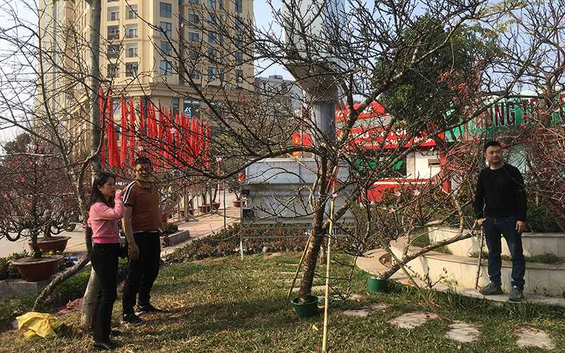 Bảo vệ đào rừng tự nhiên, khuyến khích mua, bán đào trồng