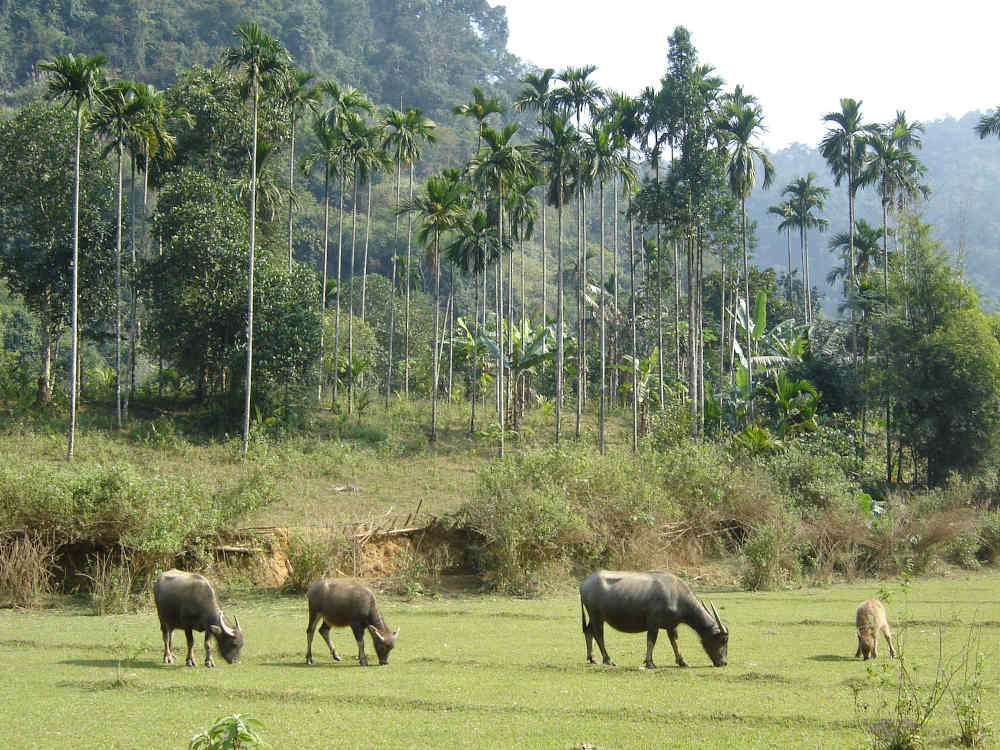 Con Trâu và đạo lý thuận thiên trong văn hóa Việt cổ