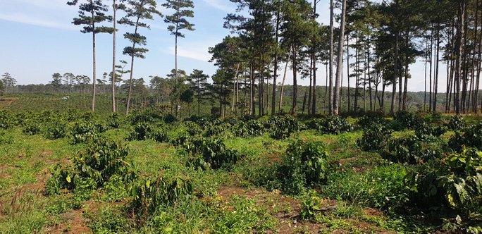 Lâm Đồng: Manh động ken gốc, đốt cây và đầu độc rừng còn đe dọa người dân phản ánh