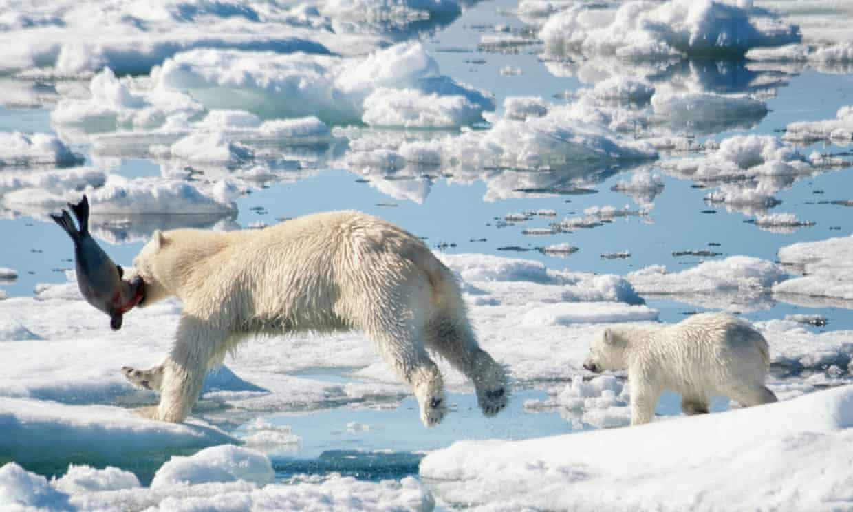 Băng tan khiến gấu Bắc Cực khó sinh sống - ThienNhien.Net | Con ...