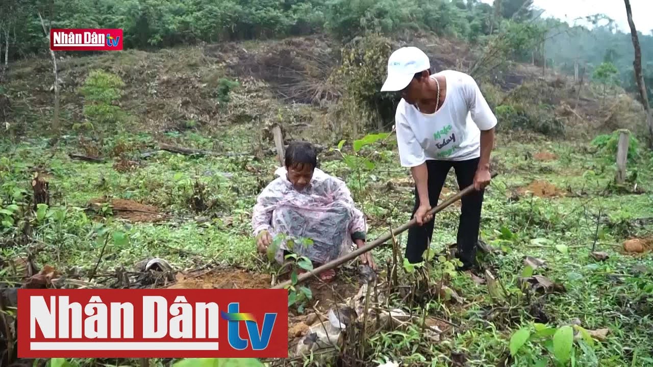 Trồng cây bản địa phục hồi rừng đầu nguồn sông Gianh