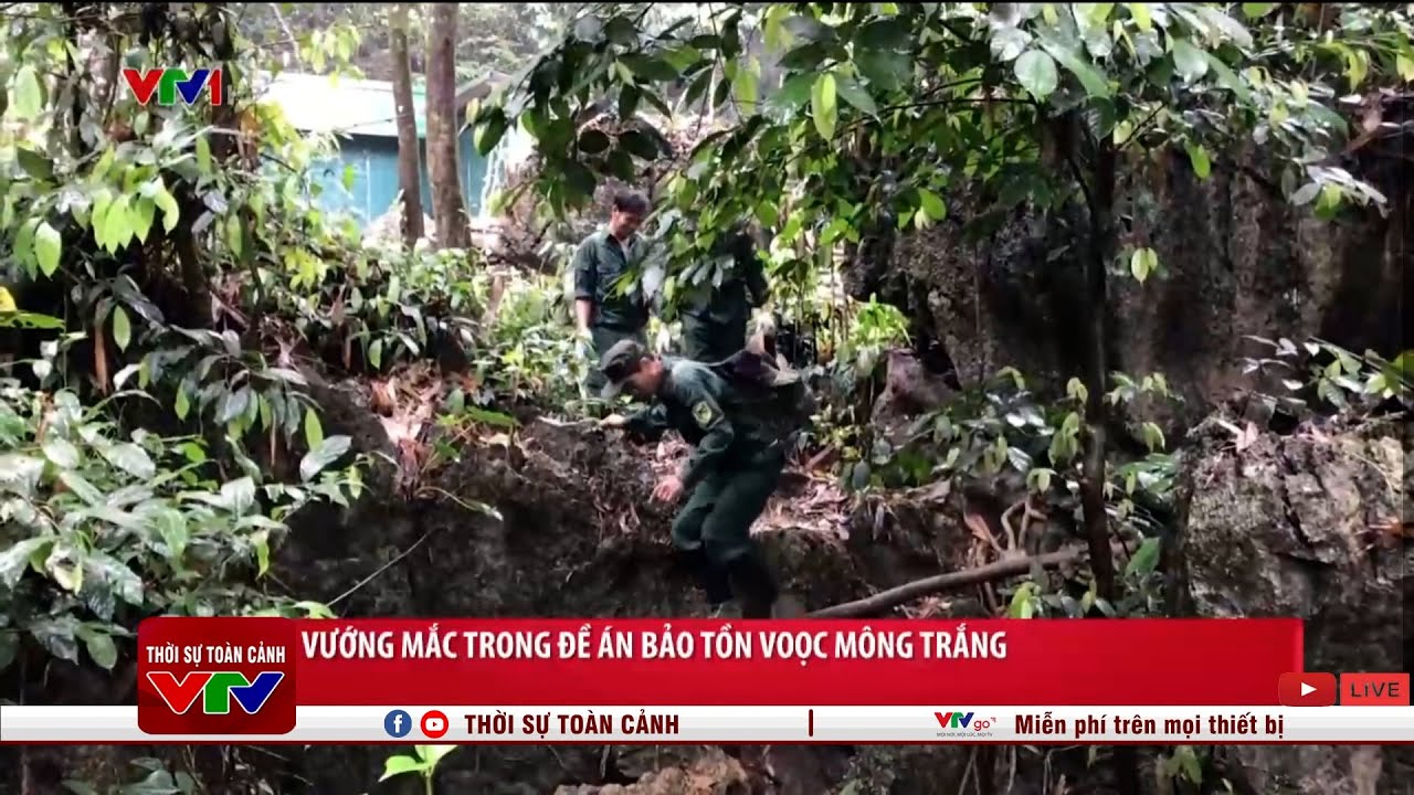 Vướng mắc trong đề án bảo tồn Voọc mông trắng