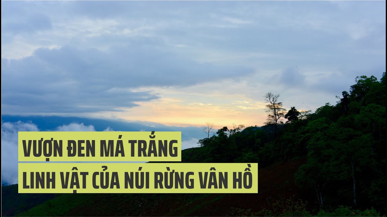 Vượn đen má trắng – Linh vật của núi rừng Vân Hồ