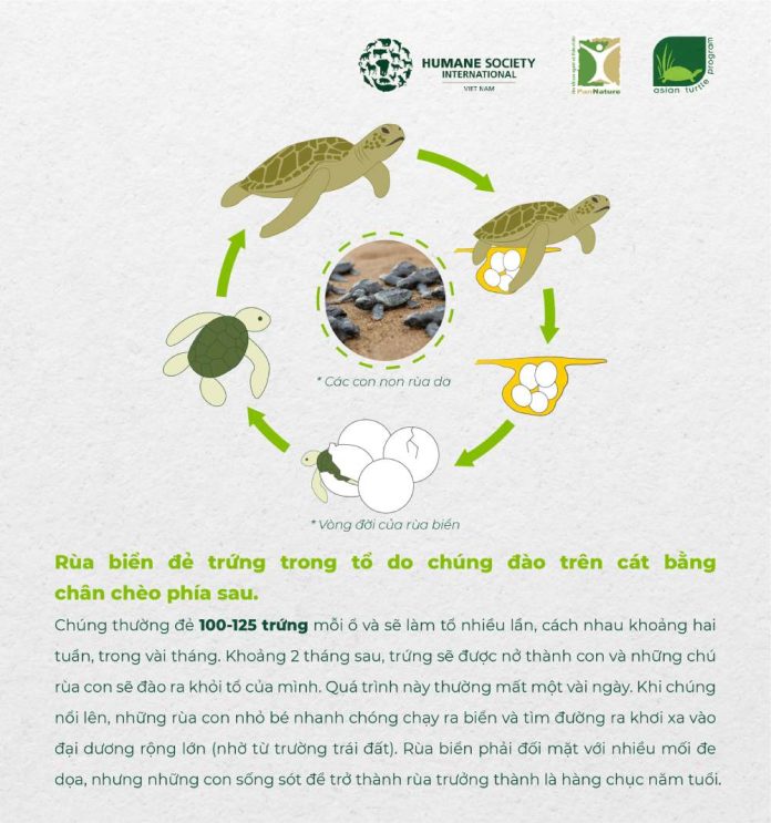 10 thông tin thú vị về rùa biển - ThienNhien.Net | Con người và Thiên nhiên