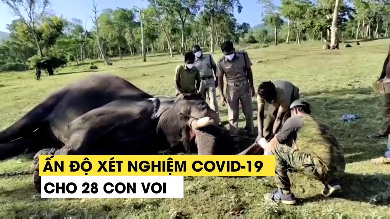 Sử tử chết vì Covid-19, sở thú Ấn Độ gấp rút xét nghiệm cho 28 con voi