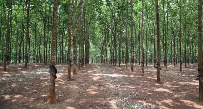 Góp ý dự thảo Nghị định đầu tư bảo vệ, phát triển rừng, chế biến và thương mại lâm sản