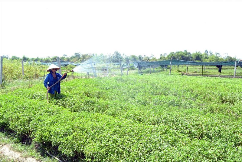 Quy hoạch, kế hoạch sử dụng quỹ đất nông nghiệp: Cần có chính sách bảo vệ và phát triển quỹ đất – ThienNhien.Net