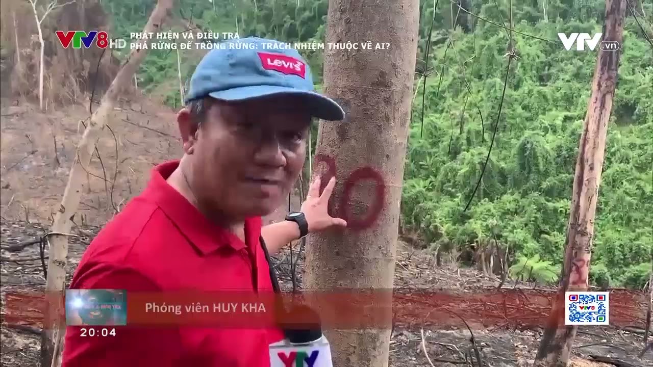 Phát hiện và Điều tra: Phá rừng để trồng rừng: Trách nhiệm thuộc về ai?