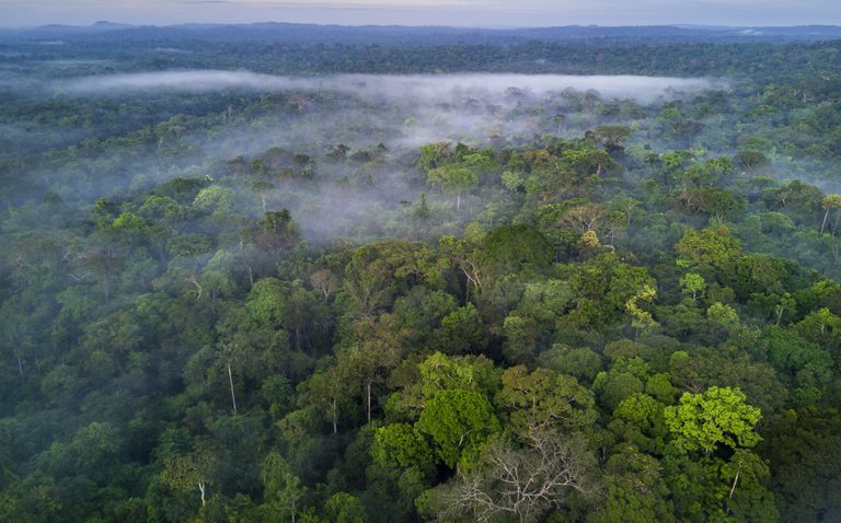 10 khu rừng lớn nhất thế giới  | Con người và Thiên nhiên